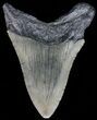 Fossil Megalodon Tooth - South Carolina #52979-1